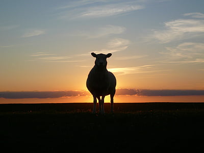 solnedgång, fåren, Vall, Nordfriesland, Nordsjön