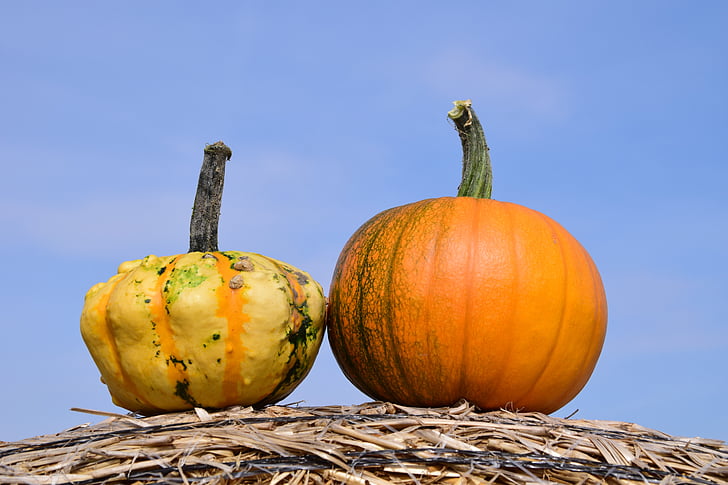pumpkin, sky, autumn, red, yellow, gourd, straw