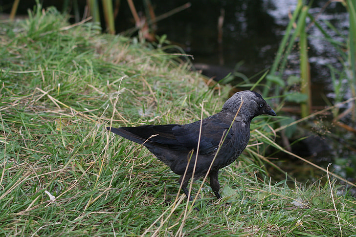 Corvus monedula, vogel, zwart, de kauw, kraai, dier
