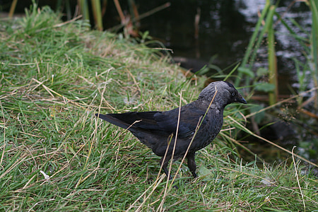 Corvus monedula, fågel, svart, jackdaw, kråka, djur