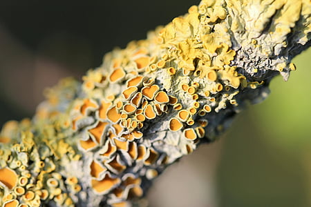 lichen, plante, symbiose, arbre, nature, macro, gros plan