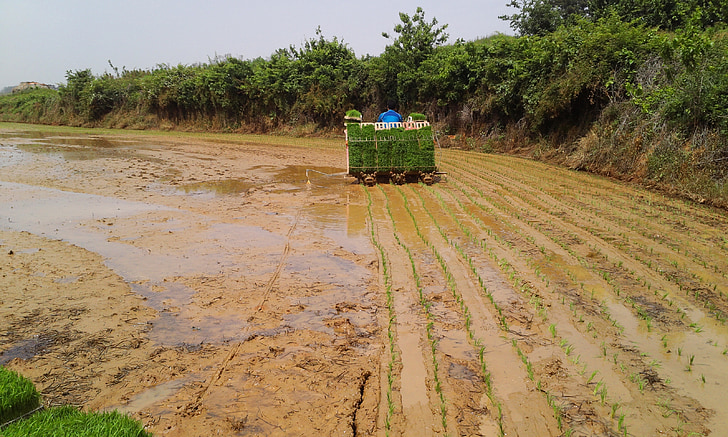 riso, impianto, trapianto, agricoltura