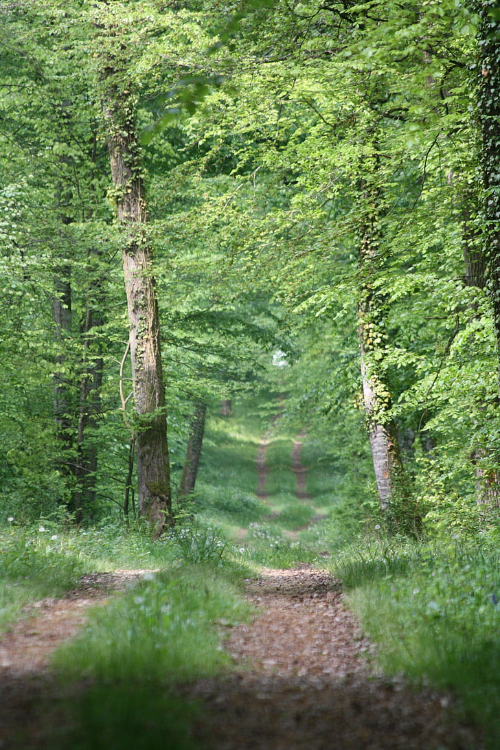 kelias, miško, Gamta, medžiai, kraštovaizdžio, žygiai pėsčiomis, pavasarį