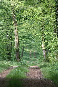 ścieżka, lasu, Natura, drzewa, krajobraz, piesze wycieczki, wiosna