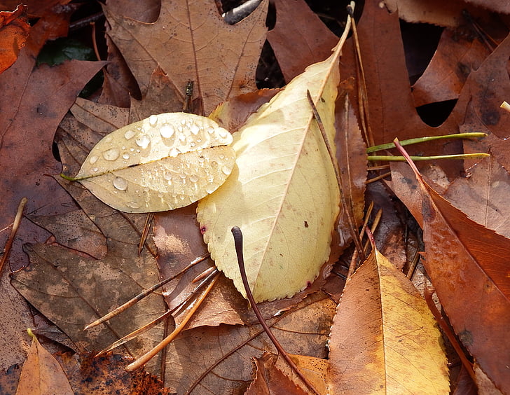listi, gozdnih tleh, novembra, jeseni, pojavljajo, padec barve, koncu leta