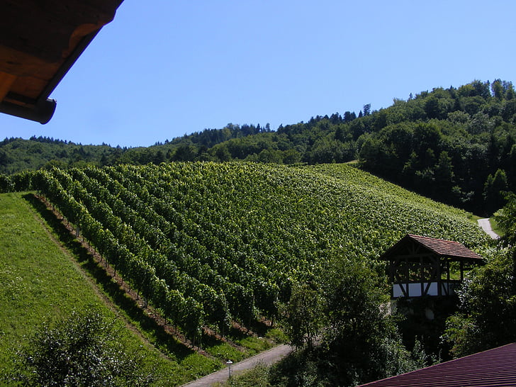 Vineyard vin, Durbach, Schwarzwald, vinstockar