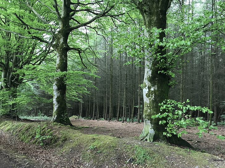 forest, trees, woods, nature, branches, green, scenic