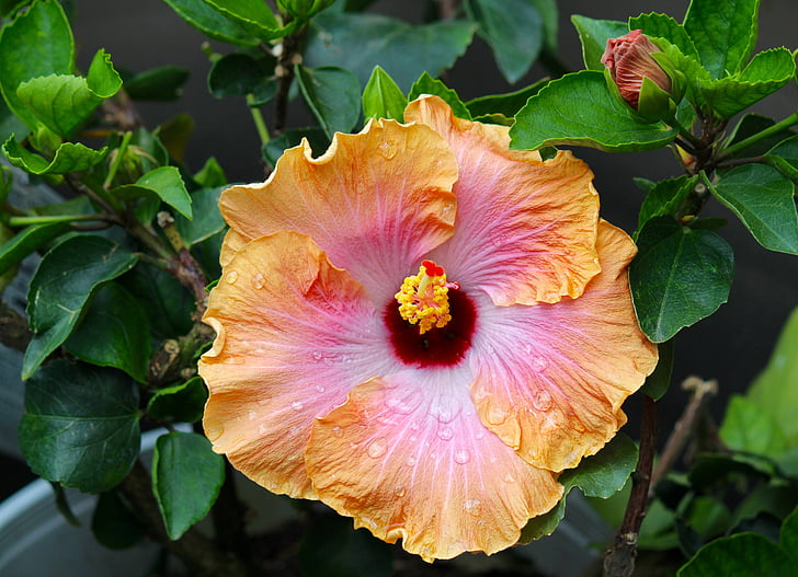 hibisco tropical, Bahama bay, rum runner, flor, manhã, gotas de chuva, jardim