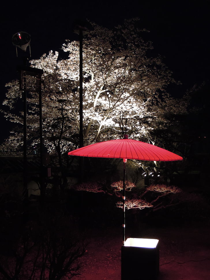 Japán, k, Castle, éjszaka, cseresznye virágok, japán stílusú, Japán esernyők