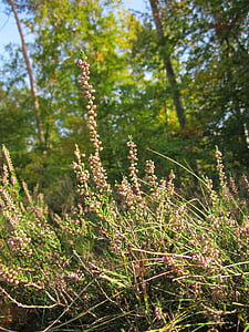 calluna vulgaris, heather, ling, common heather, wildflower, flora, botany
