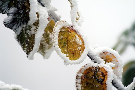 musim dingin, beku, icing, putih, embun beku, dingin, cabang