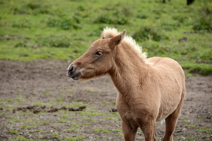 föl, Island ponny, djur, varelse