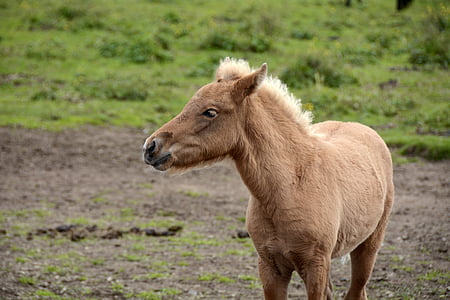 kumeļu, Islandes ponijs, dzīvnieku, radījums