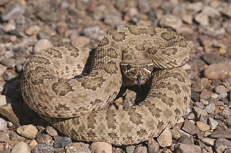 serpiente de cascabel de la pradera, Viper, venenoso, reptil, flora y fauna, venenosa, naturaleza