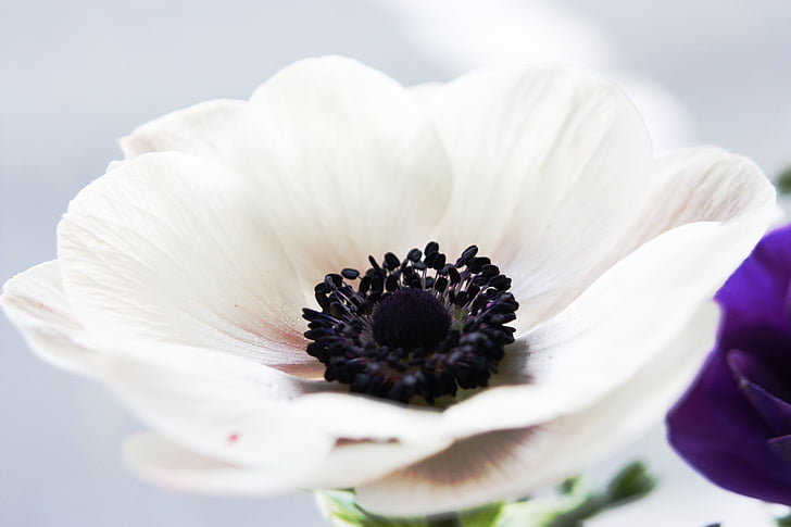květ, Anemone, bílá, Příroda, závod, detail, okvětní lístek