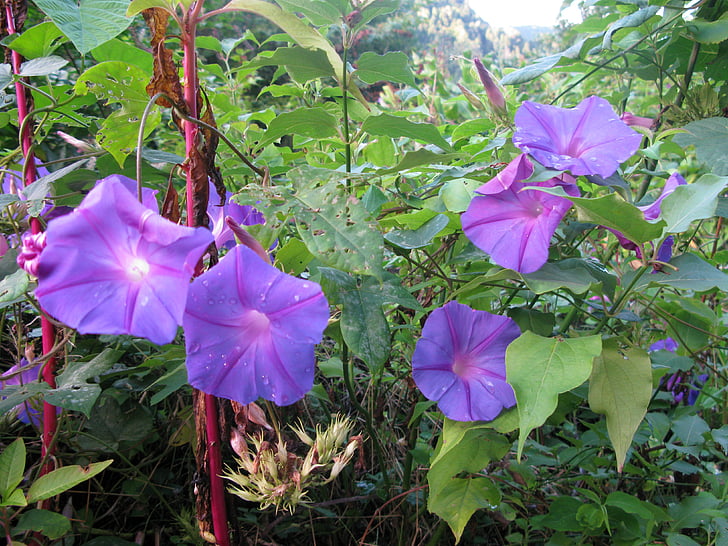 funnel thread, winds, morning glory, flowers, purple, bright, violet