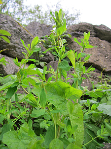 Hypericum perforatum, perforar la hierba de San Juan de, hierba de San Juan común, hierba de San Juan, flores silvestres, flora, Botánica