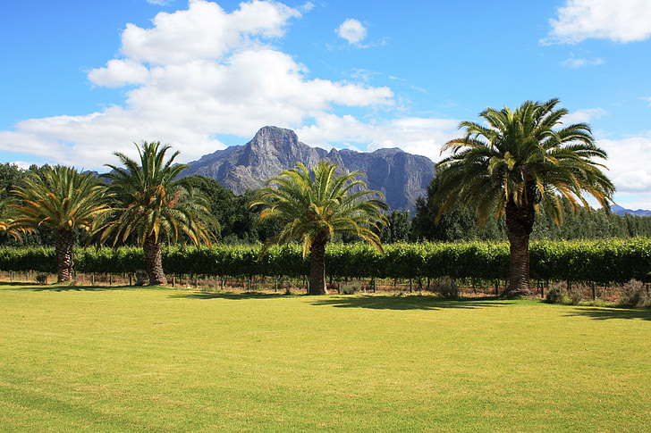 Franschhoek, África do Sul, adega, palmeiras, paisagem, Winelands
