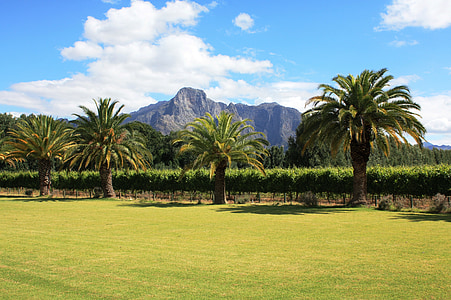 Franschhoek, Republika Południowej Afryki, winnicy, palmy, krajobraz, Winelands