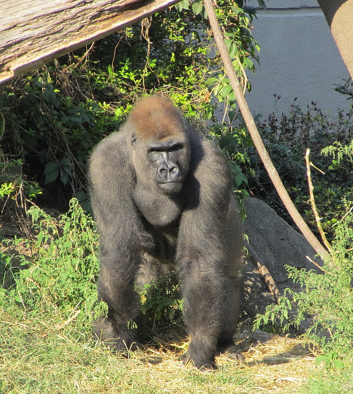 gorila, berlutut, mencari, menonton, kebun binatang, hewan, primata
