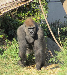 gorilla, nometies ceļos, meklē, vērojot, zooloģiskais dārzs, dzīvnieku, primāts