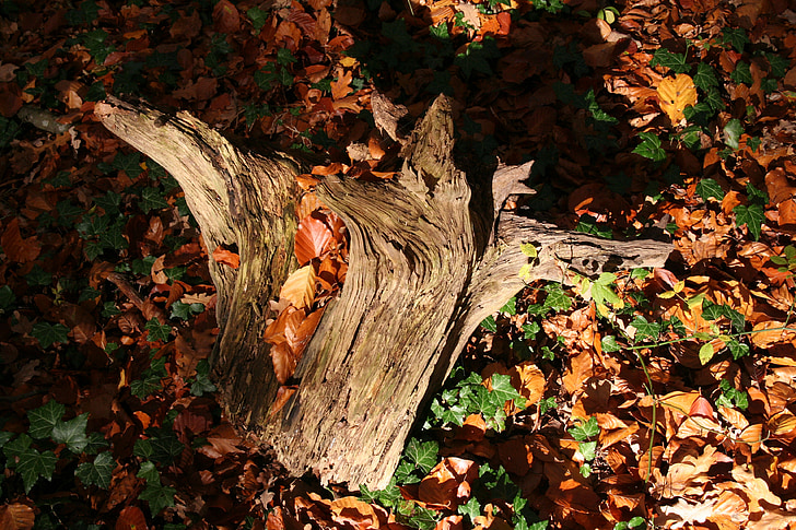 gyökér, ősz, őszi lombozat, hangulat, fatönkön, fa gyökerét, fa