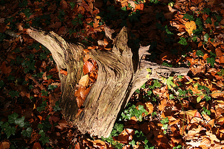 saknes, rudens, rudenī zaļumiem, noskaņojums, koka celms, koka saknes, koks