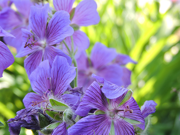 gėlė, violetinė, violetinė gėlė, augalų, Gamta, uždaryti, violetinė