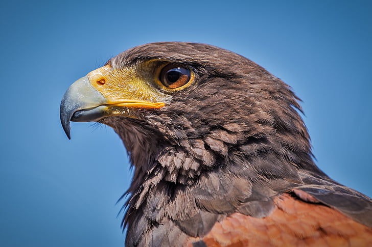 harris hawk, parabuteo unicinctus, bird, nature, predator, beak, game birds