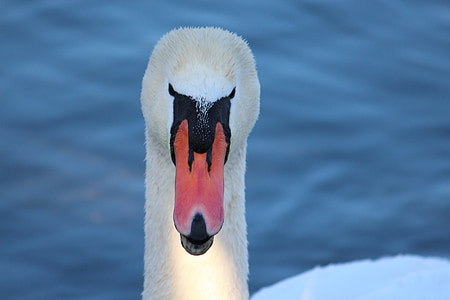 Swan, jazero, vody, perie, svet zvierat