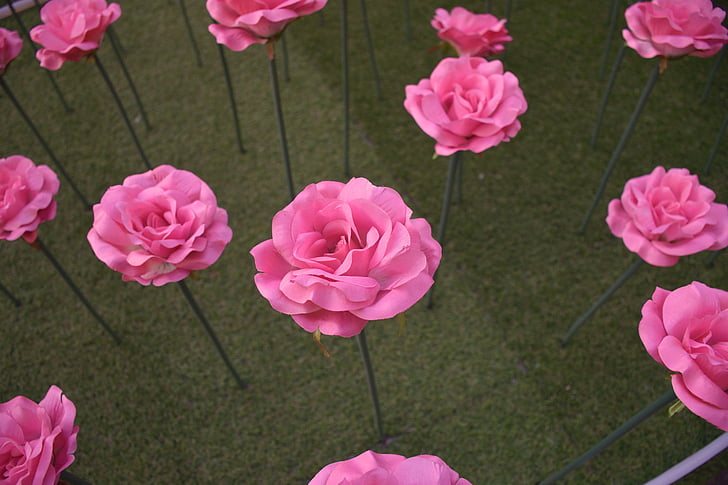 roosid, taim, Peking