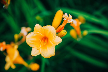 Hoa, nở hoa, cảnh quan, mềm mại, màu da cam