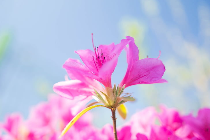 꽃, 핑크, 자연, 공장, 봄, 꽃, 여름