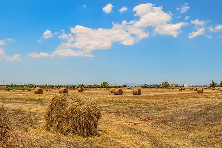 barley fields, hay bales, landscape, agriculture, rural, farmland, golden