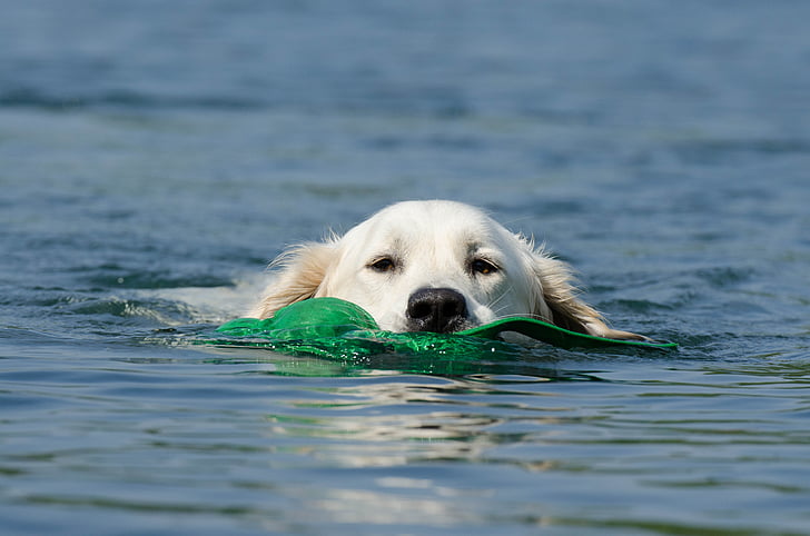být v patách aportovat, pes ve vodě, plovoucí pes, léto, modrá voda, modrá, voda