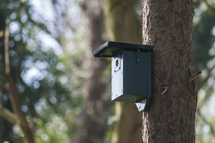Nest box, fågelholk, skogen, hus, naturen, våren, träd