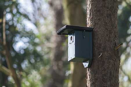 Nest box, Birdhouse, Forest, dom, Príroda, jar, strom