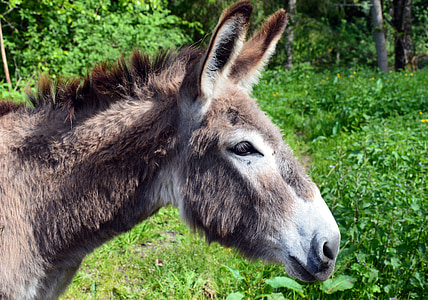 donkey, animal, domestic animal, ass of the cotentin, nature, mammal, outdoors