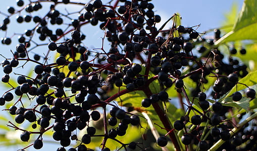 Saüc negre, Sambucus nigra, arbust de titular, crit, lila, arbust, vell