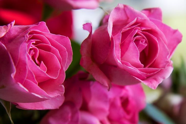 róże, kwiaty, różowy, kwiatowy, miłość, bukiet, romantyczny