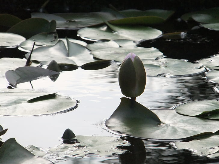 Lotus, Blüte, Teich, Wasser, Blume, Natur, Anlage