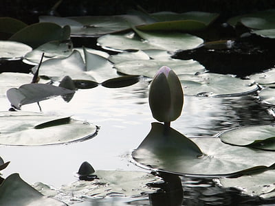 Lotus, flor, estanque, agua, flor, naturaleza, planta