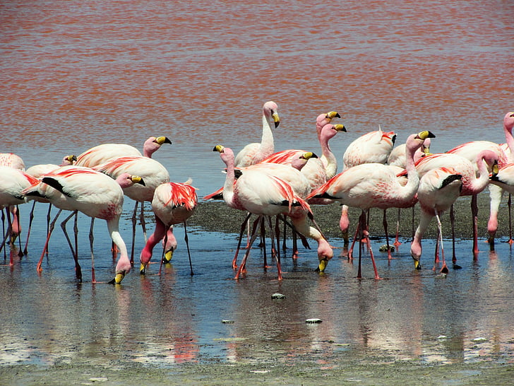 animal world, pink flamingos, wildlife photography