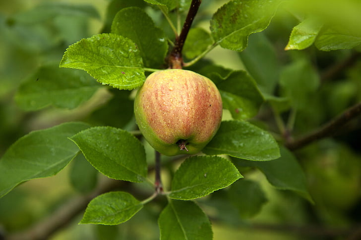 ябълка, дървен материал, ябълковото дърво, плодове, листа, природата, храна