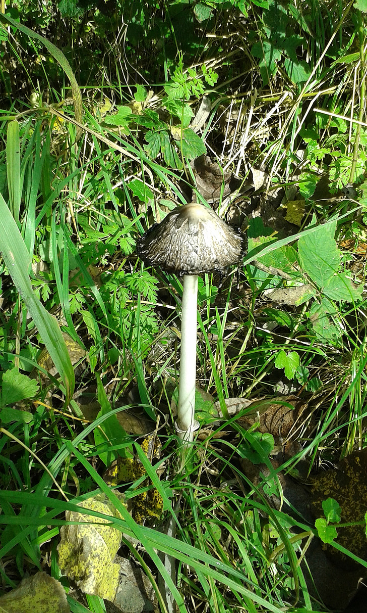 autumn, mushroom, nature, agaric, forest