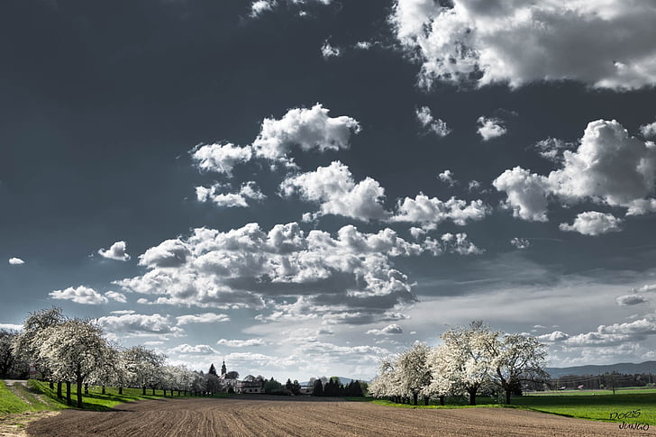 clouds, cherry blossoms, trees, flowering tree, cherry, spring, flowering