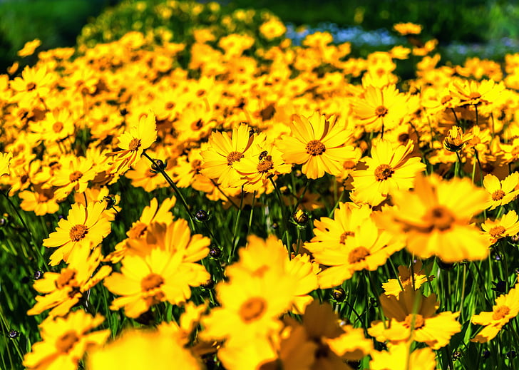 kwiaty, stokrotki, żółty, Latem, kwiat, Bloom, pole