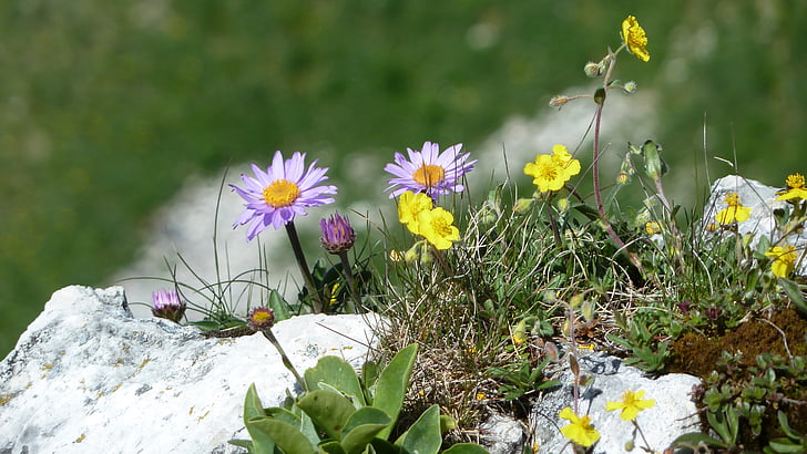 flowers, spring, mountain flowers, rock, slope, meadow, mountain
