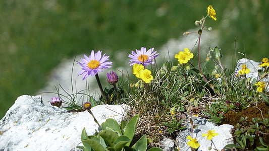 fiori, primavera, fiori di montagna, roccia, pendio, prato, montagna
