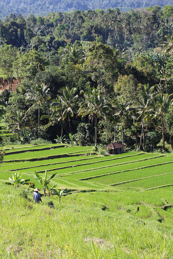 Μπαλί, ρύζι πεδία, jatiluwih, παγκόσμιας κληρονομιάς της UNESCO, Ινδονησία, Ενοικιαζόμενα, ρύζι